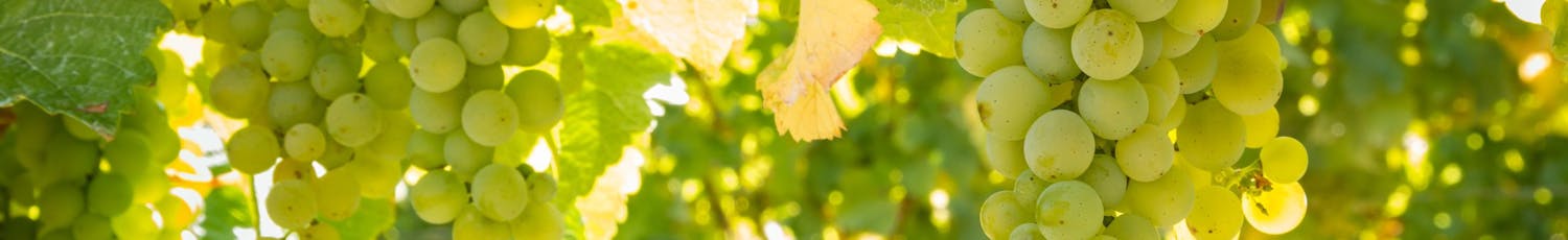 Viinin leikkaaminen Viinin leikkaaminen